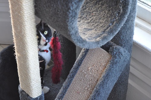 Henry and the cat tree